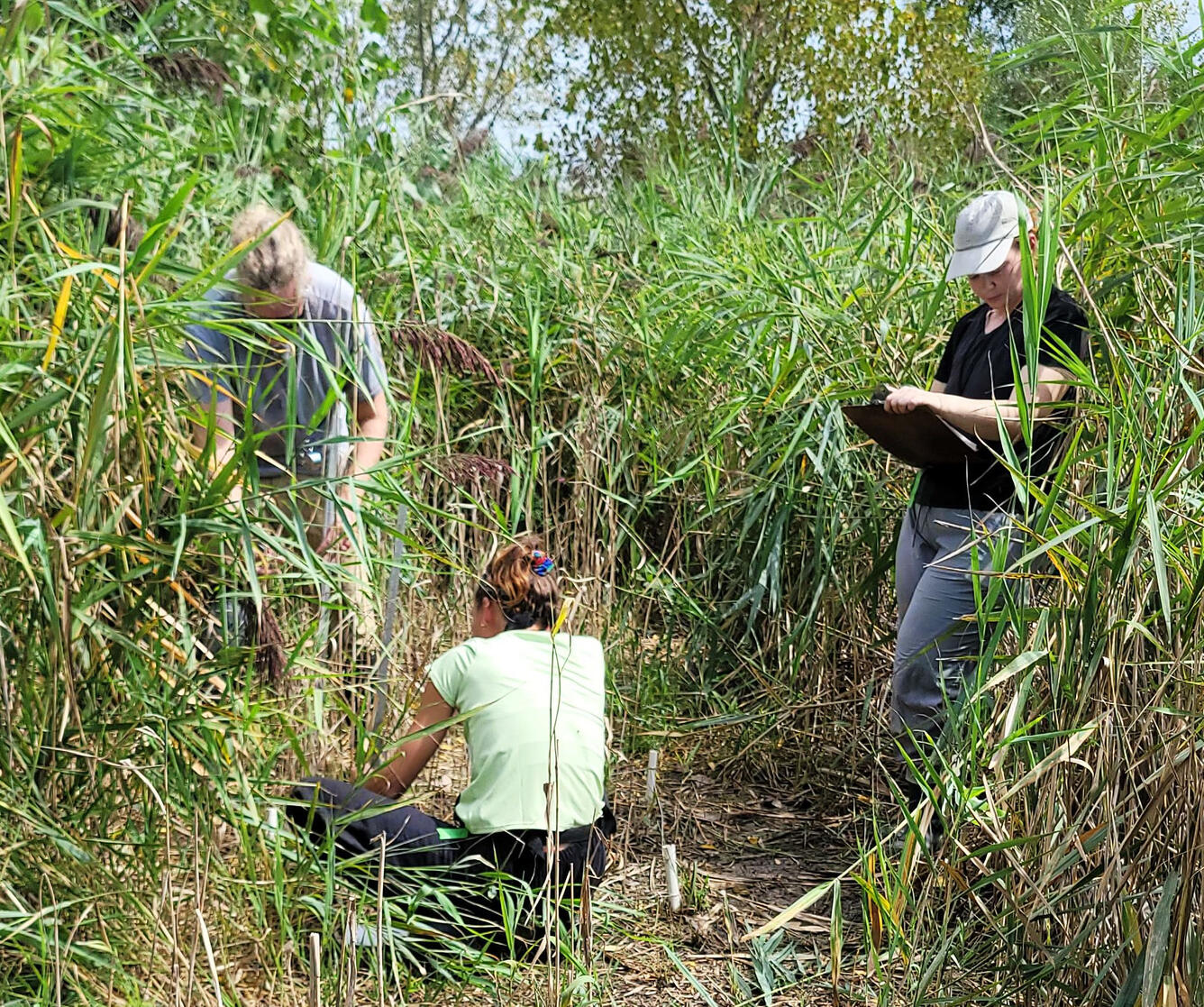 Three researchers in Phragmites stand collecting data