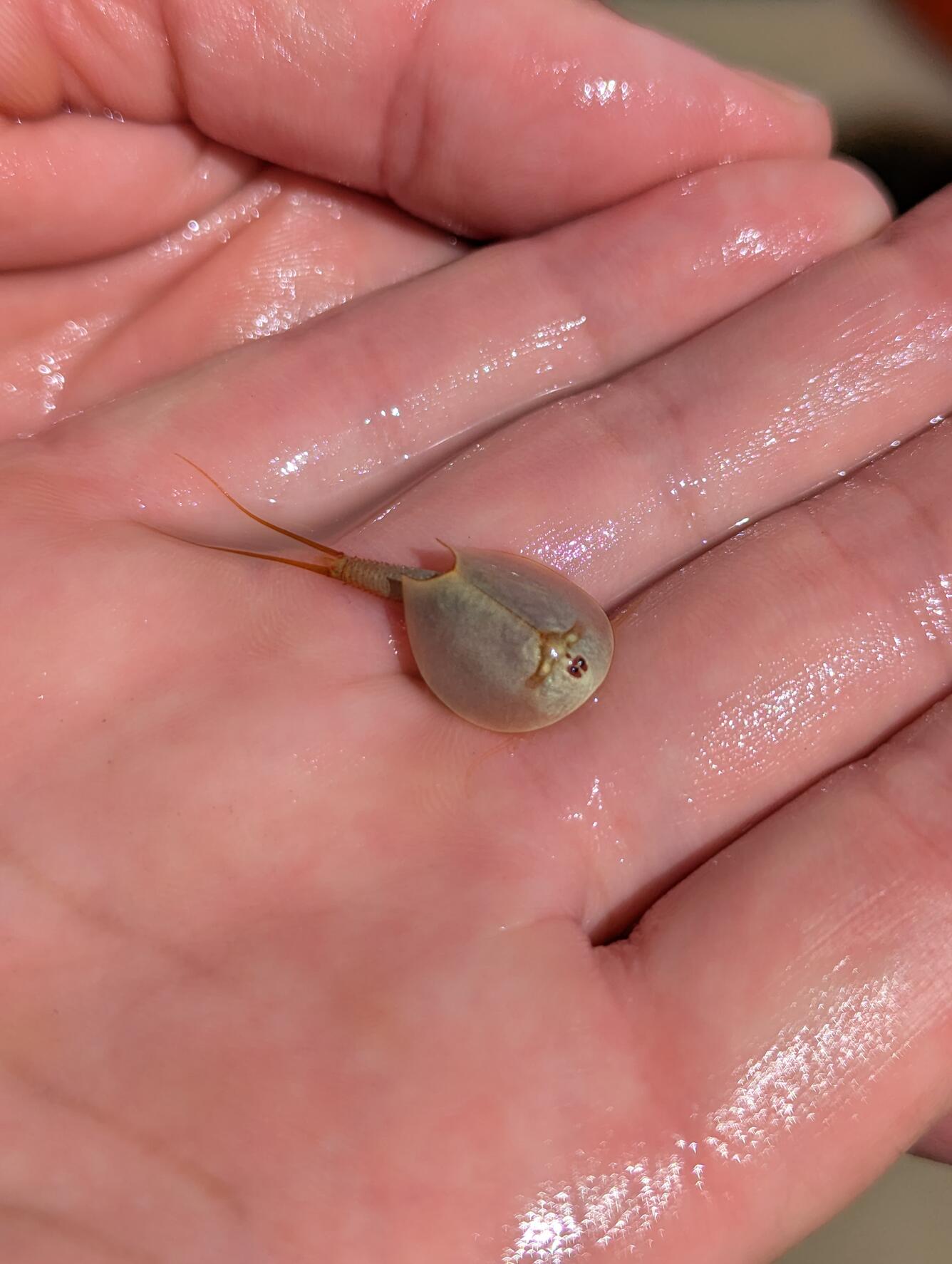 The shrimp resembles a small horseshoe crab with a large shelled bag and flagella edxtending from the backside