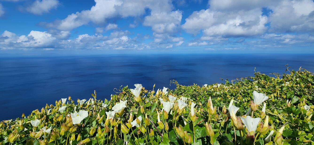 White flowers of Island morning glory (Calystegia macrostegia) blooms on a hillside above the ocean on San Clemente Island
