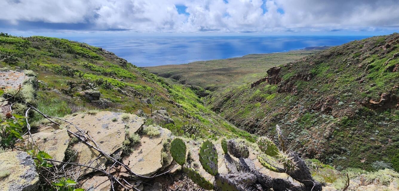 Green slopes with prickly pear cacti on San Clemente Island, Channel Islands, CA