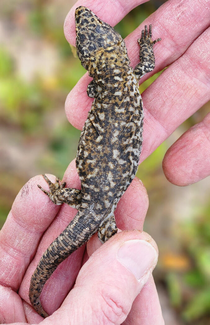 A brown and black mottled island night lizard in someone's hands