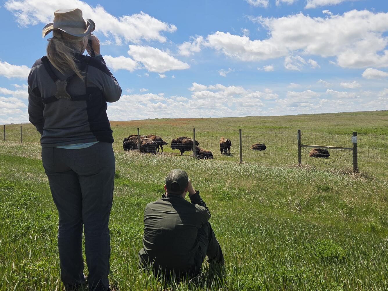 two people look through binoculars at a group of bison standing out in a field, partly cloudy sky above