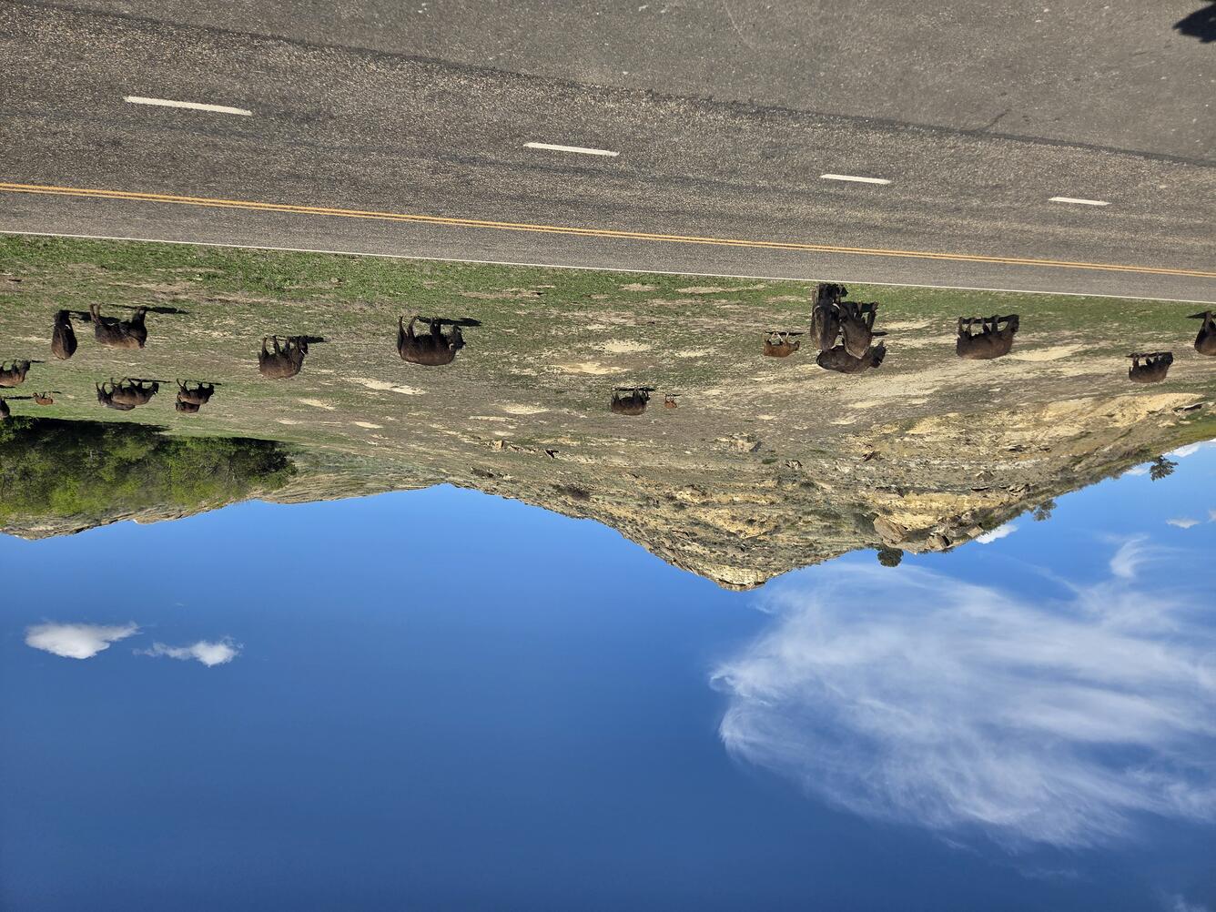 a herd of about twenty bison graze in front of a hill and alongside a road