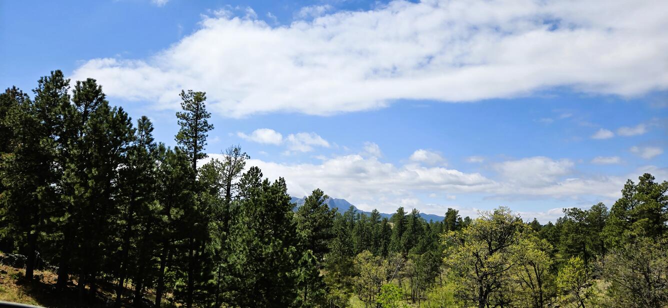 picture of trees with mountains in the background