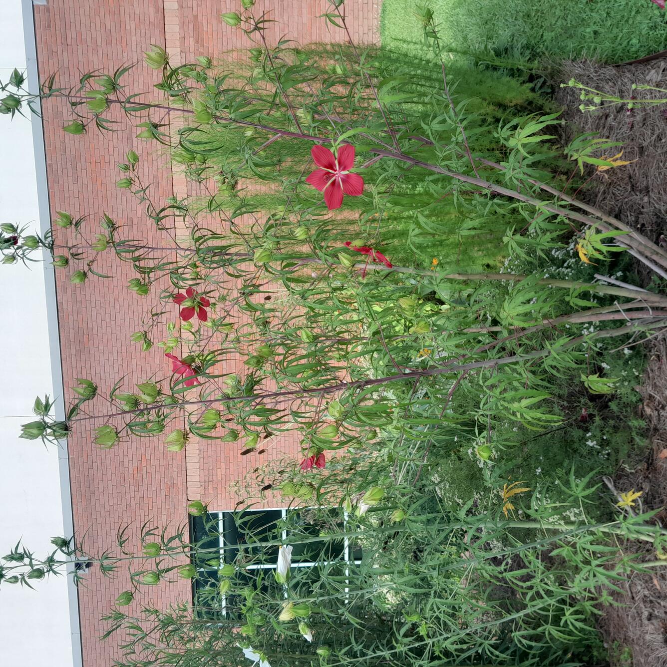 Coastal prairie species create pollinator garden at WARC Lafayette, LA location