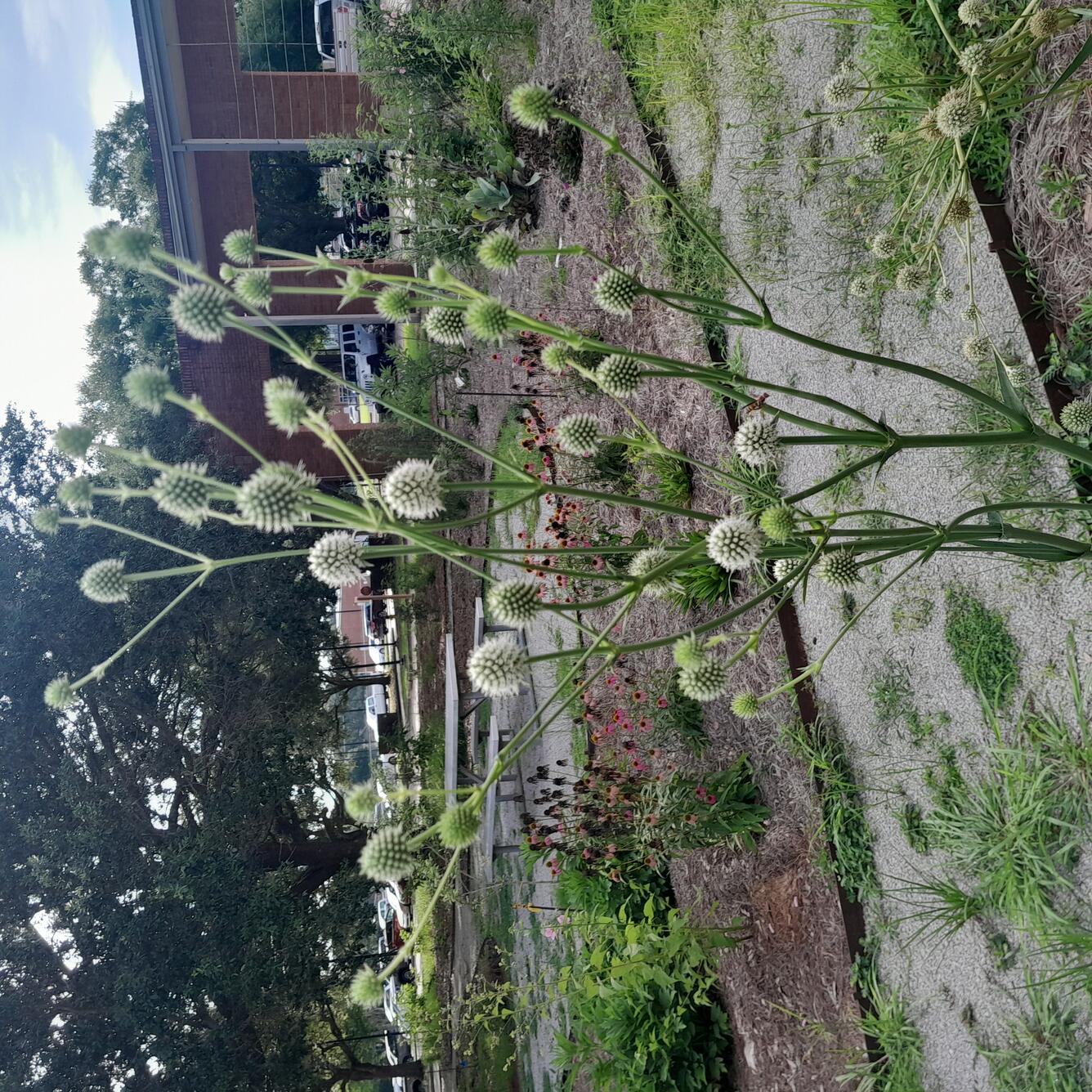 Rattlesnake master (Eryngium yuccifolium) in the pollinator garden at WARC in Lafayette, LA