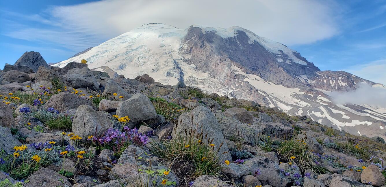 Snowy mountain top with wildflowers in foreground