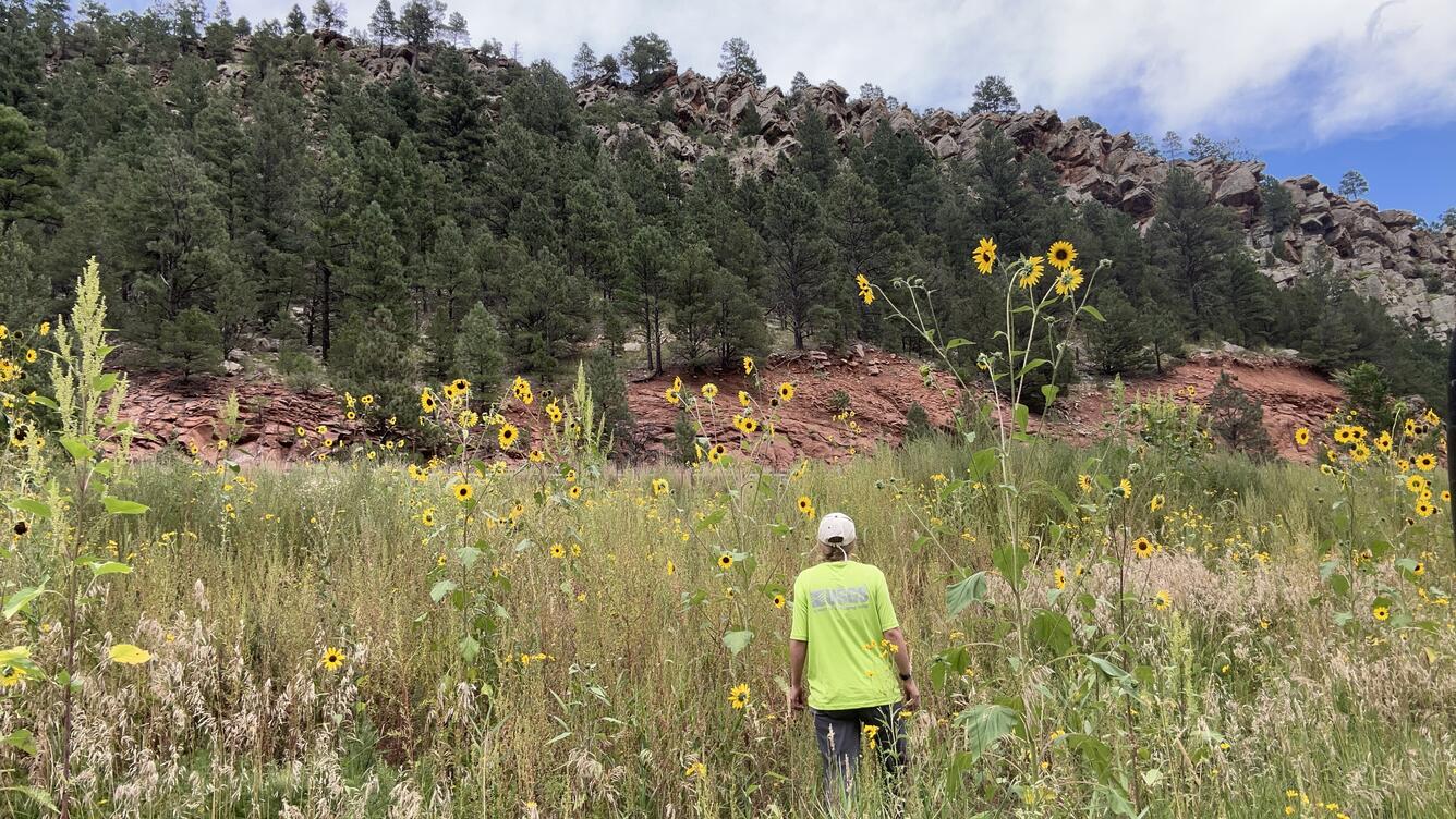 A USGS scientist walks through a field of sunflowers to access a streamgage