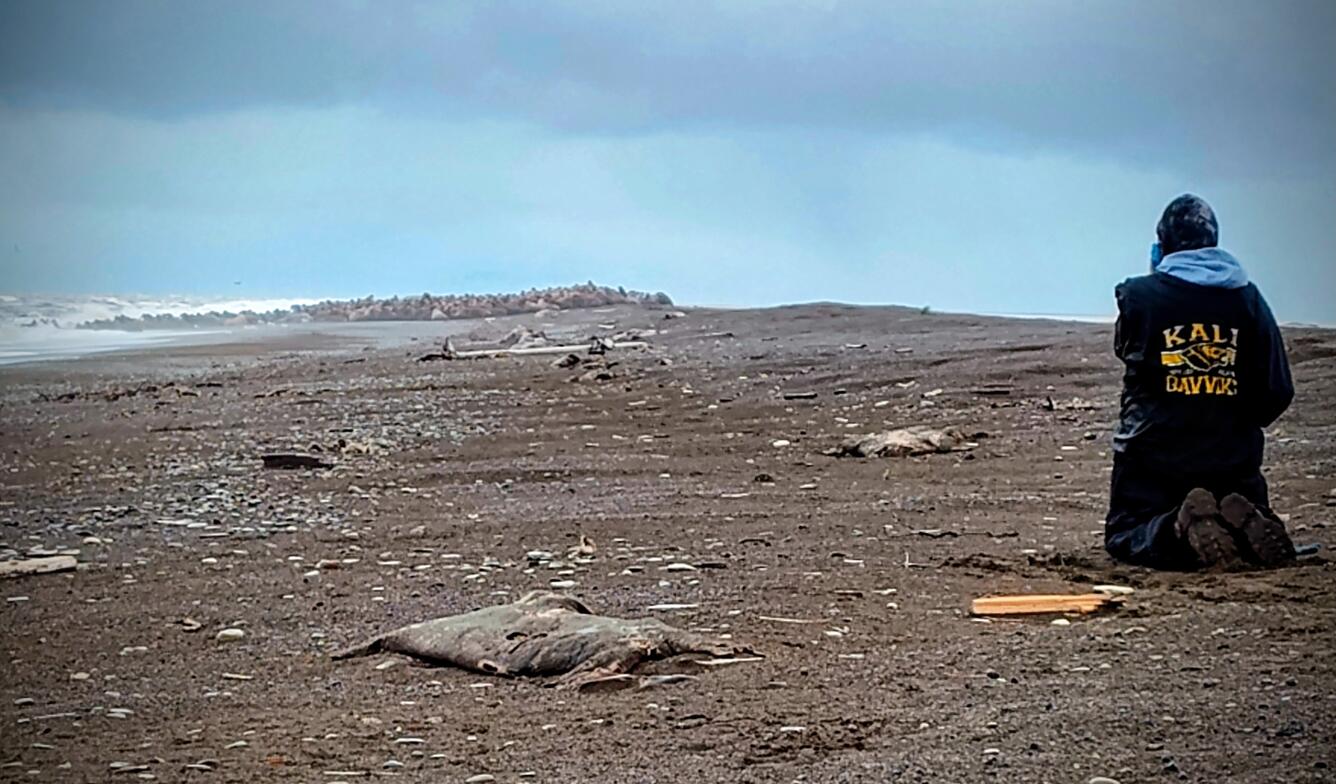 A person kneeling and looking towards a herd of walruses on land.