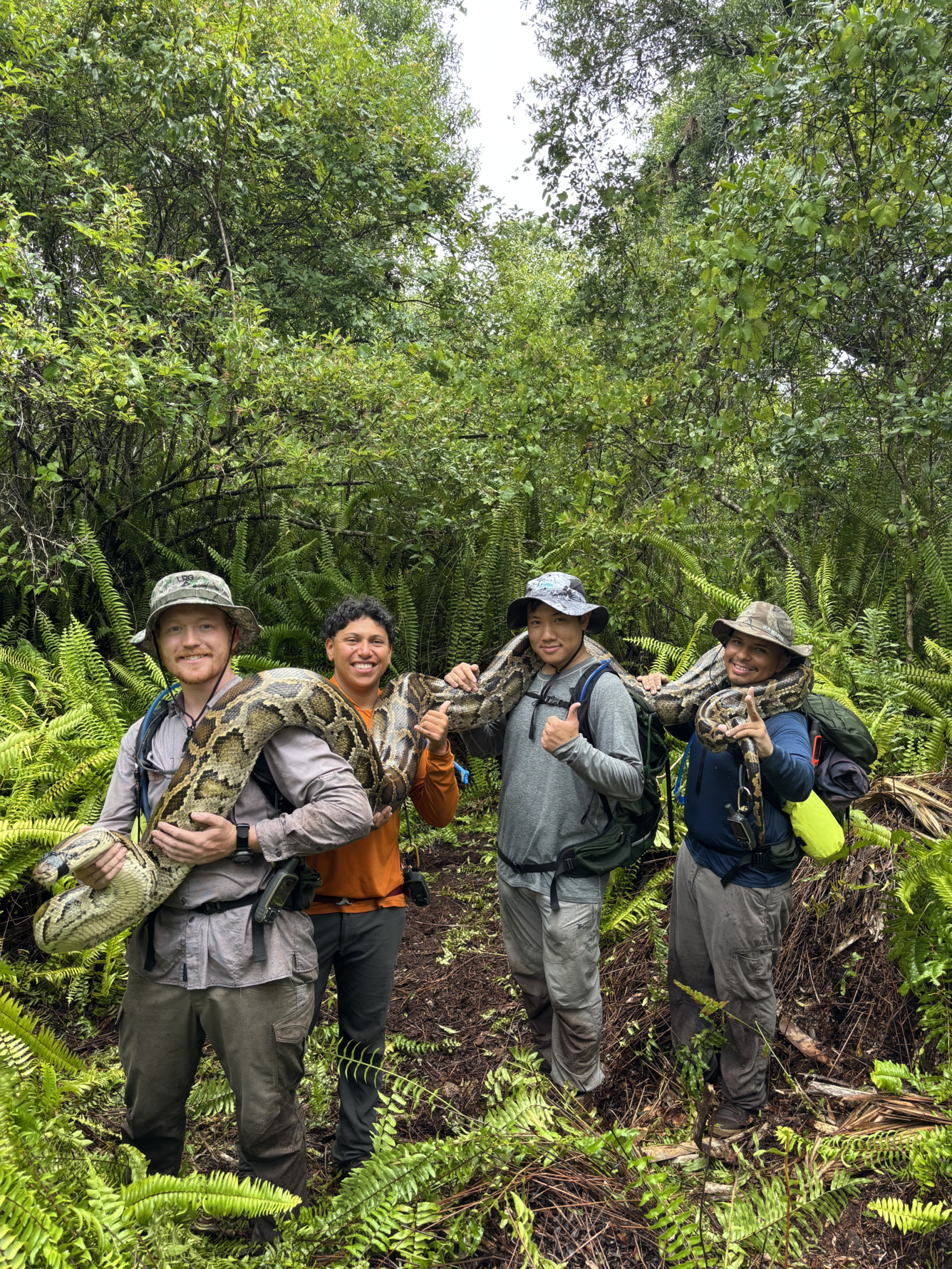 four people hold a large Burmese python over their shoulders, ferns and large trees in the background