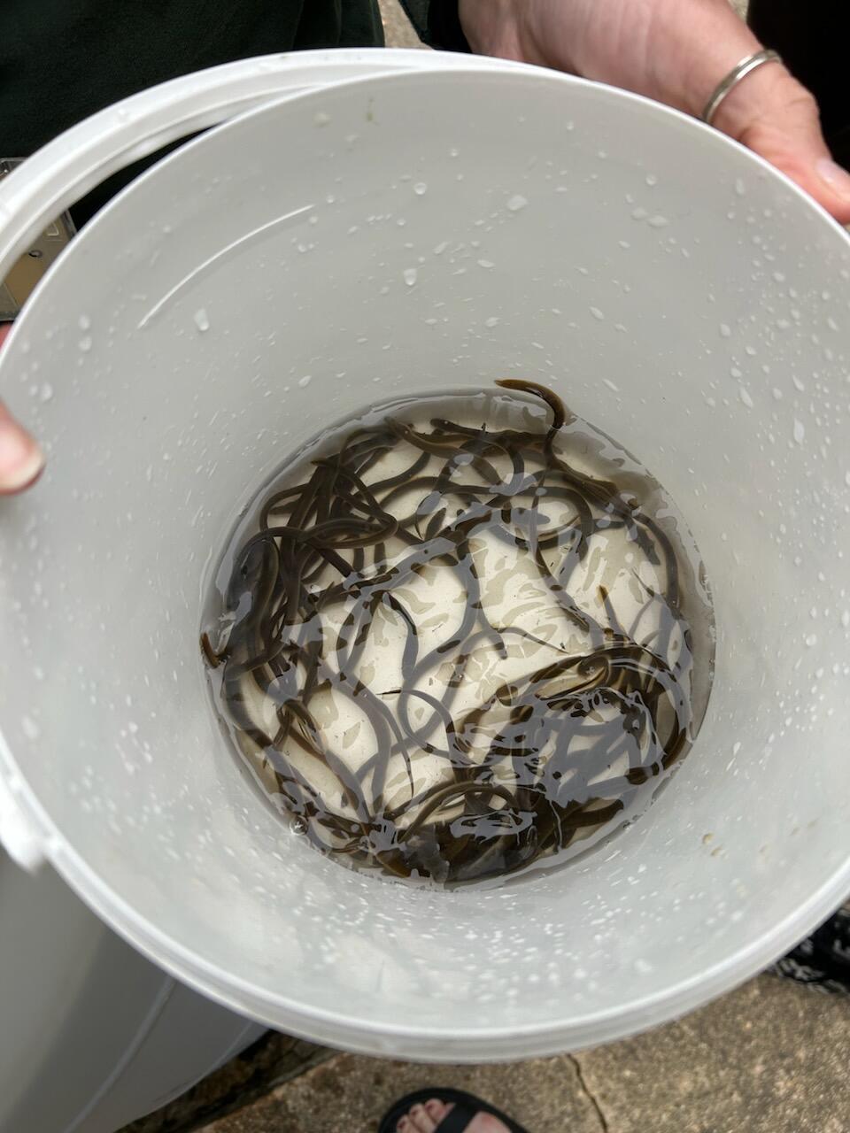 Small, black eels swim in a bucket of water. 