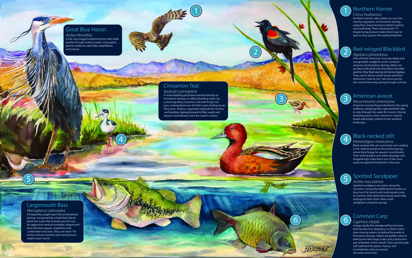 Watercolor painting of wildlife at Horseshoe Springs, Utah