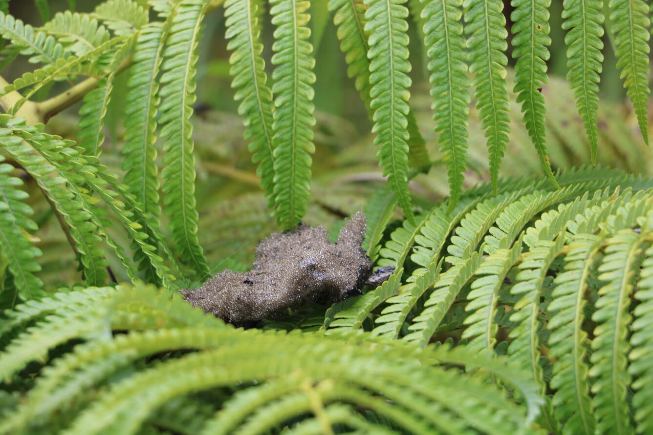 Color photograph of reticulite perched on fern