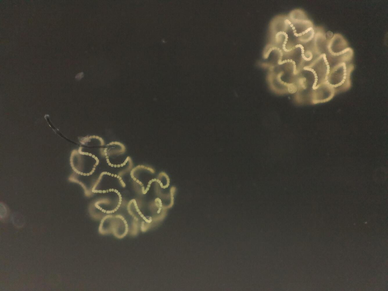 microscope image