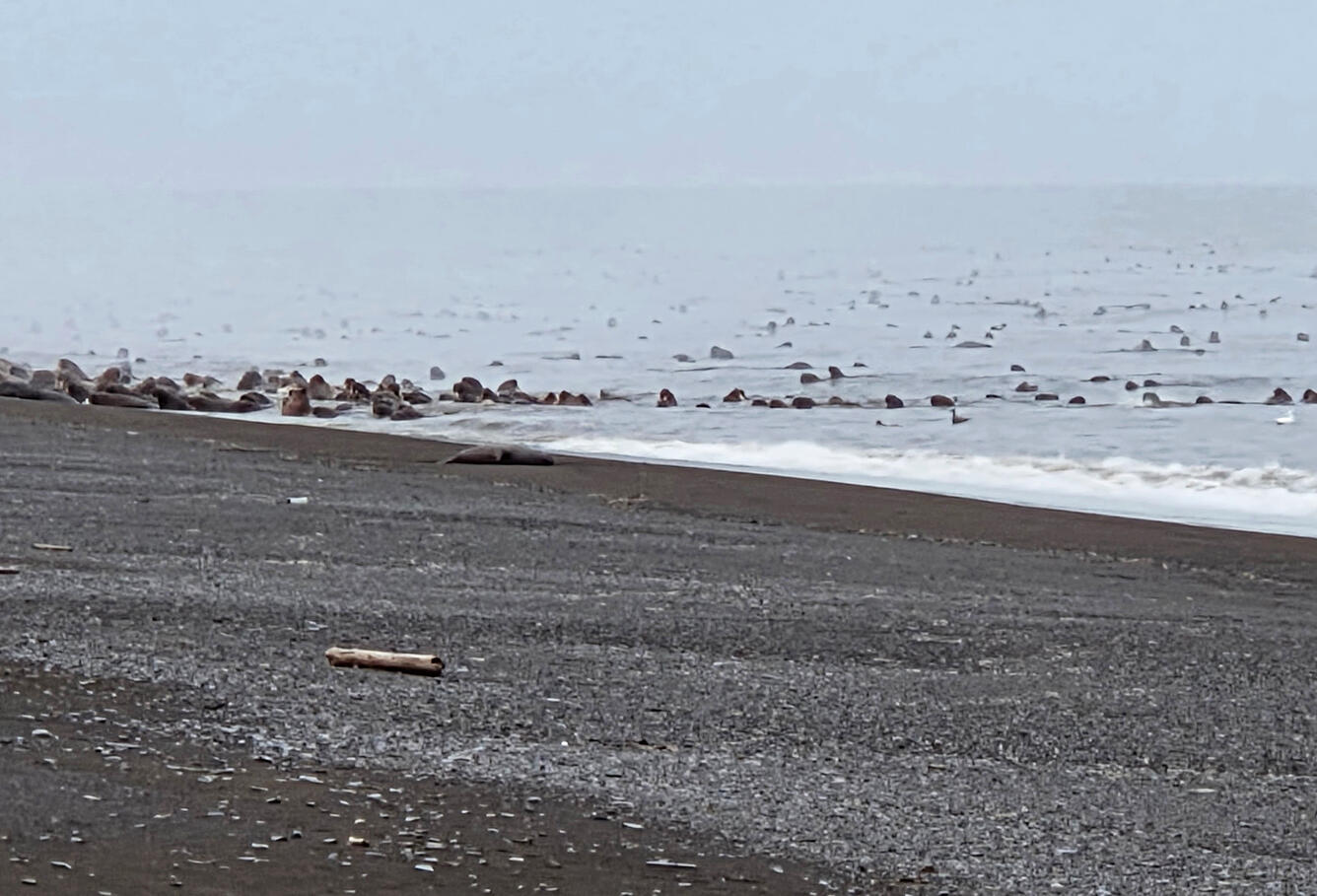 Herd of walrus on a beach and in the water.