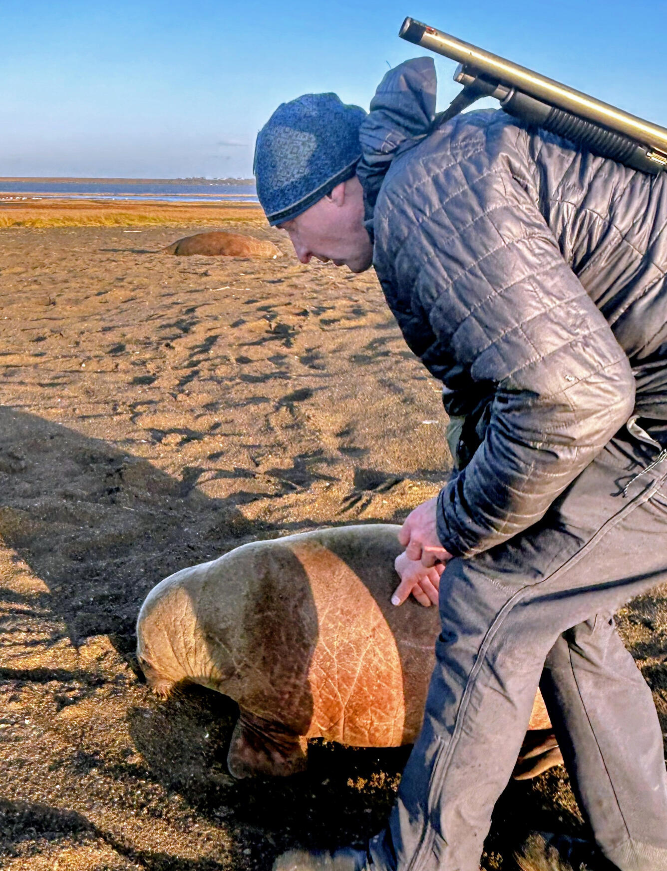 A man touches a walrus calf.