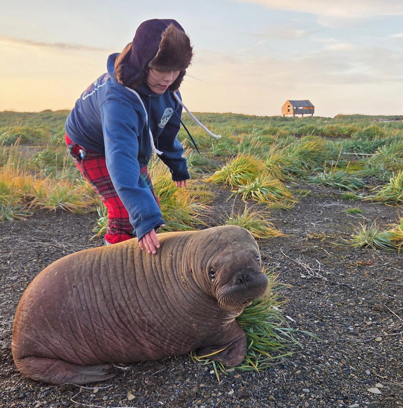 A girl in a fur hat touches a walrus calf