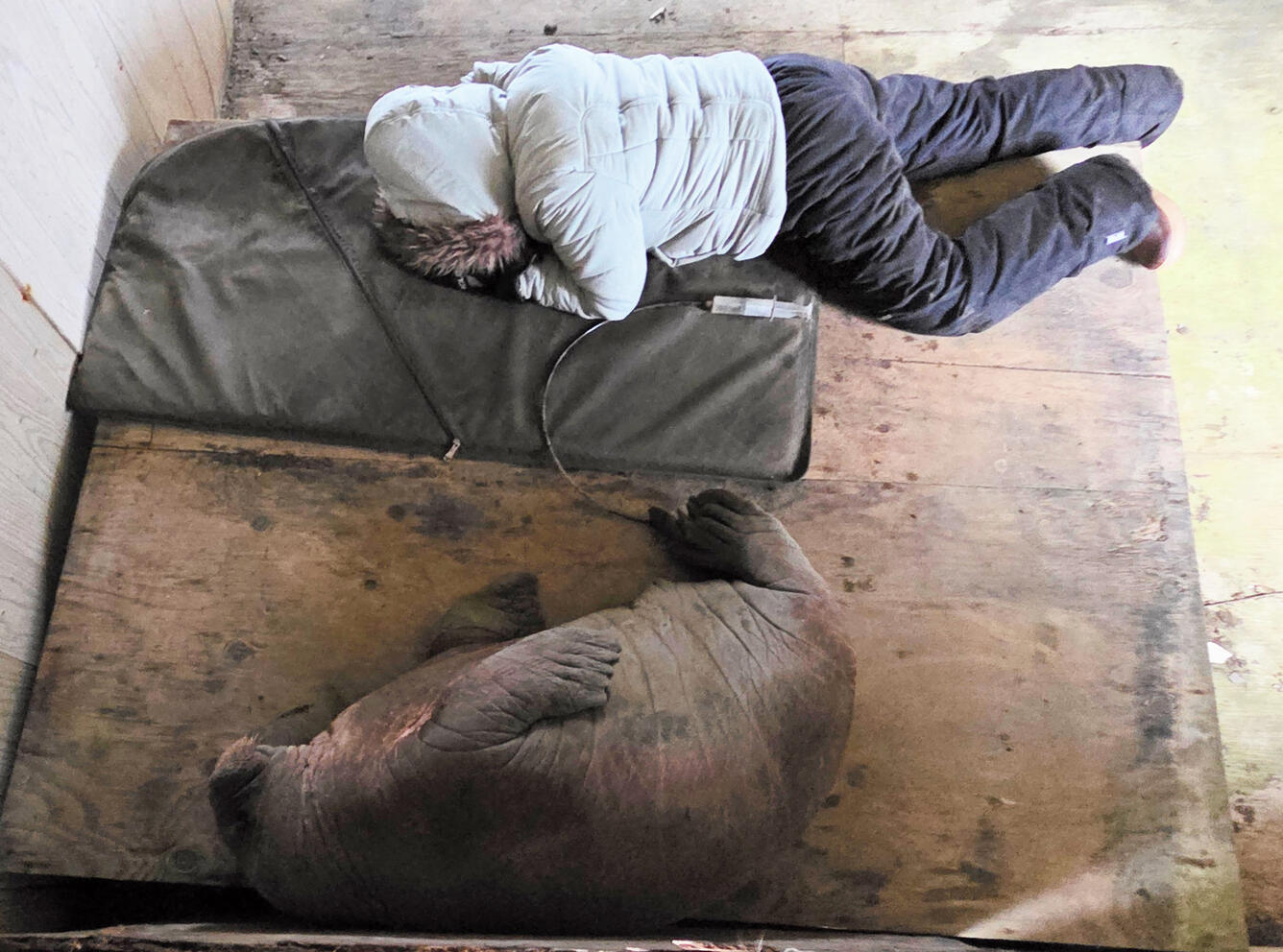 A girl sleeping next to a walrus calf.