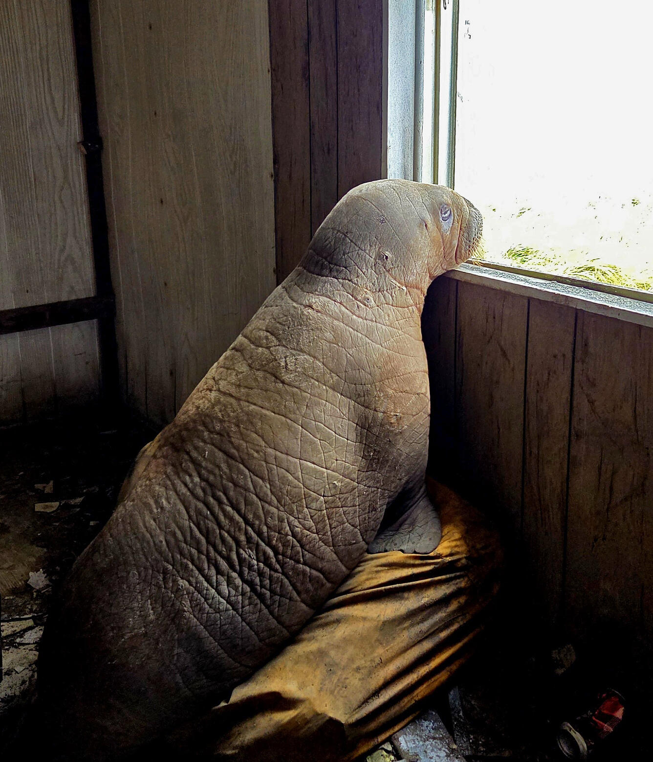 A walrus calf looks out the window of an abandoned building.