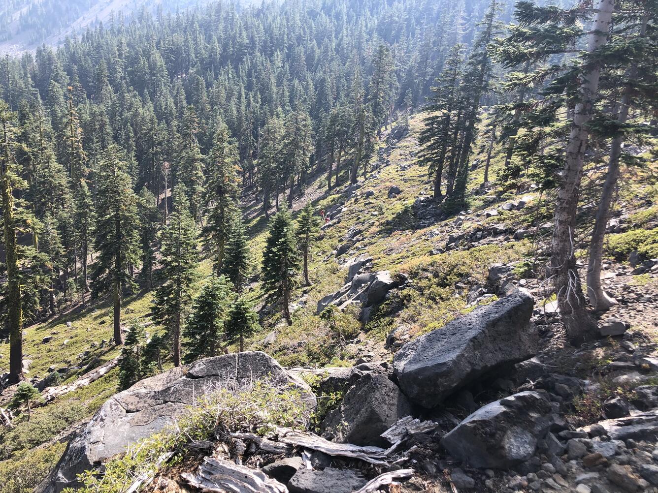 Looking down a boulder-strewn steep slope at a dark green pine forest