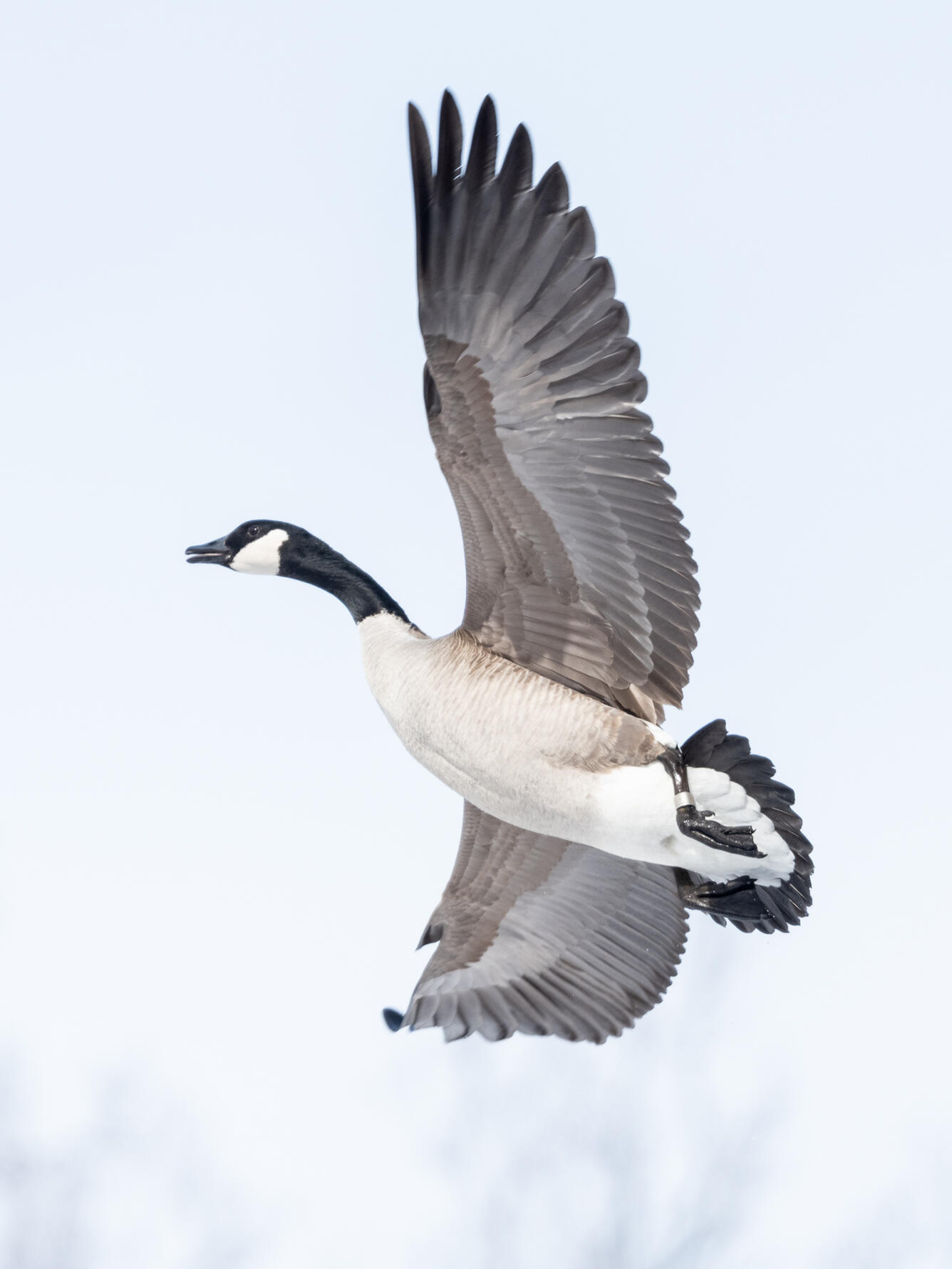 A goose in flight, wings spread, with an aluminum federal band on its leg