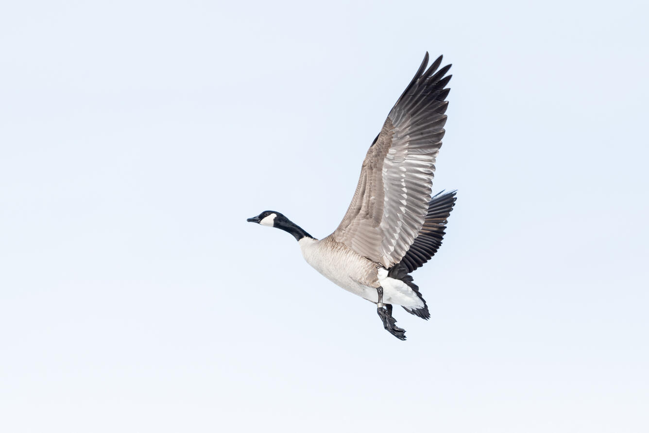 A goose in flight, wings spread, with an aluminum federal band on its leg