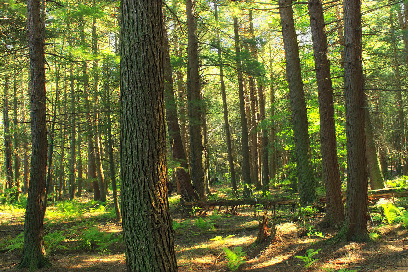 Hemlock forest