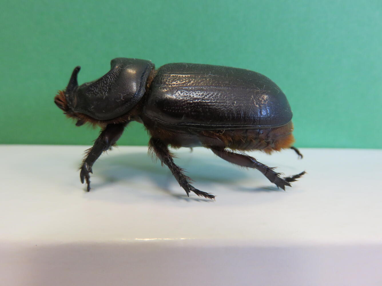 A large black beetle