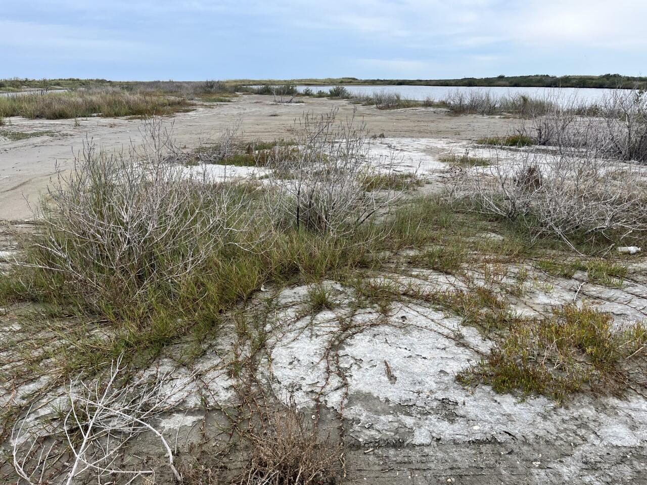View of a barrier island, which includes a sandy area with some vegetation 