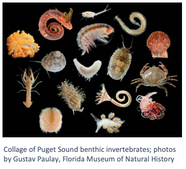 Puget Sound Benthic Invertebrates