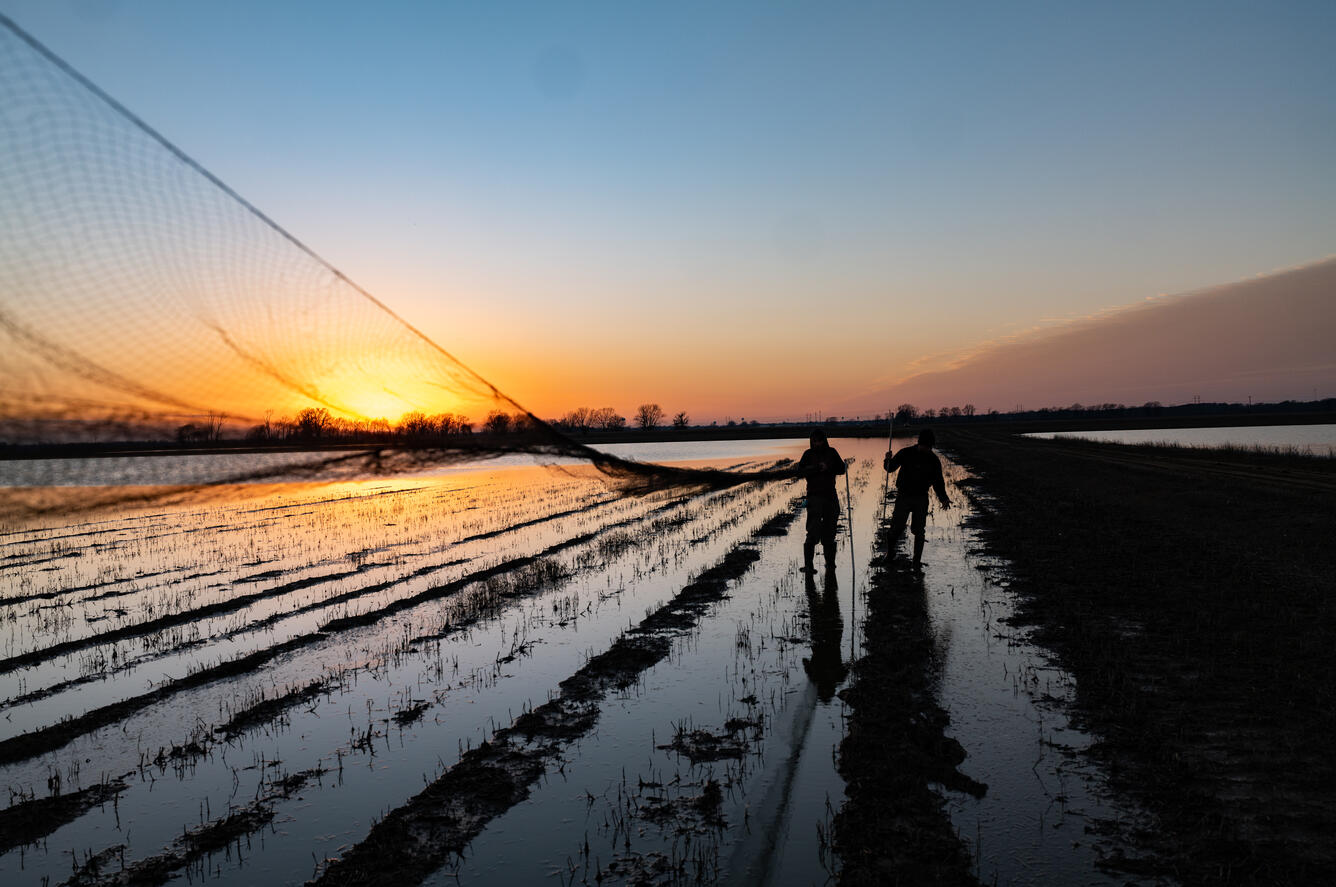 mist net over a flooded agricultural field 