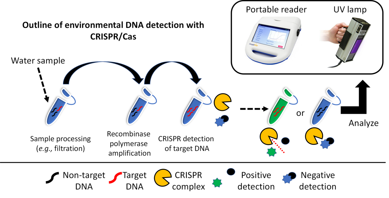 Overview of how CRISPR biosensors work