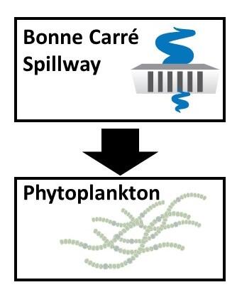 Conceptual diagram of how Bonne Carré spillway can influence phytoplankton