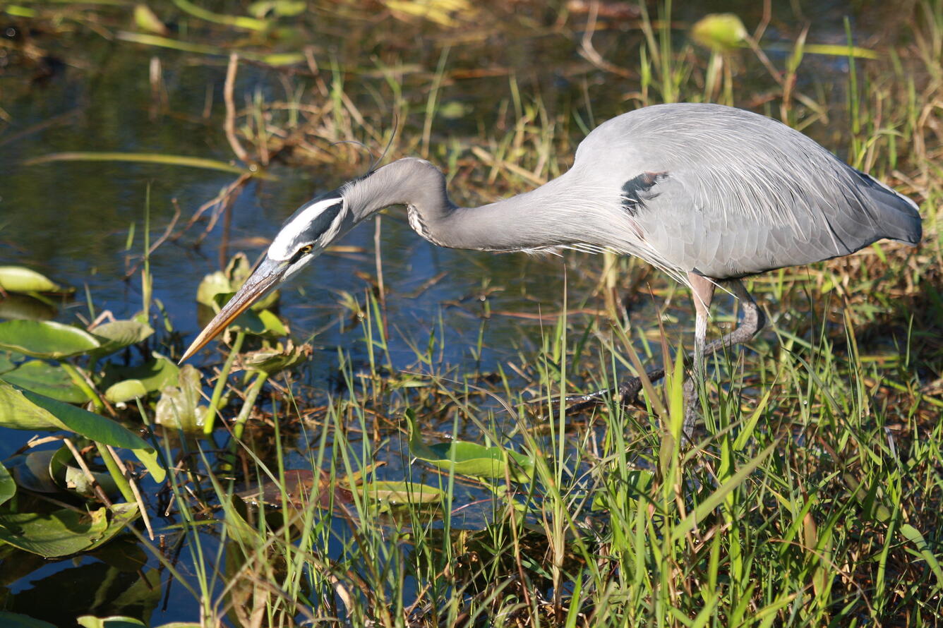 Great Blue Heron