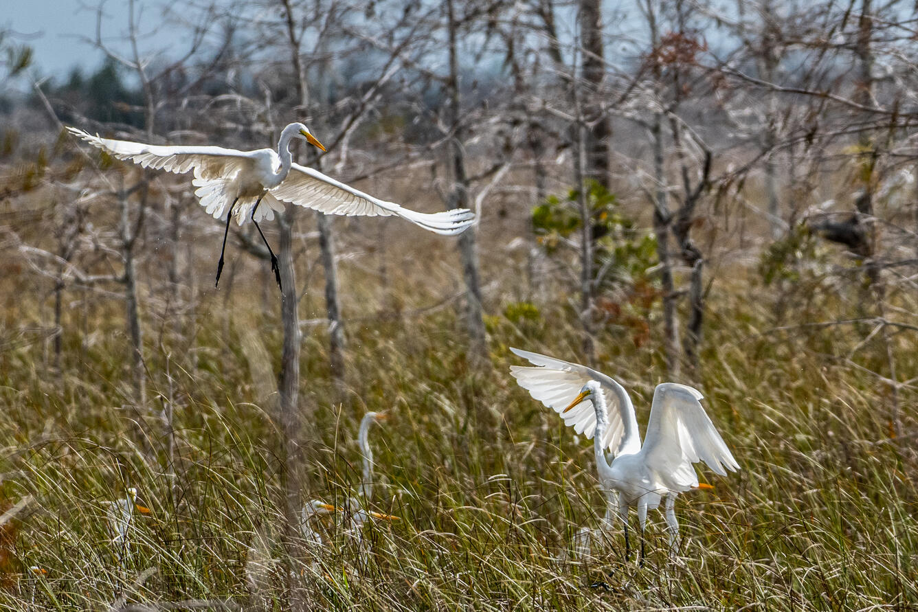 Great Egrets in Everglades National Park