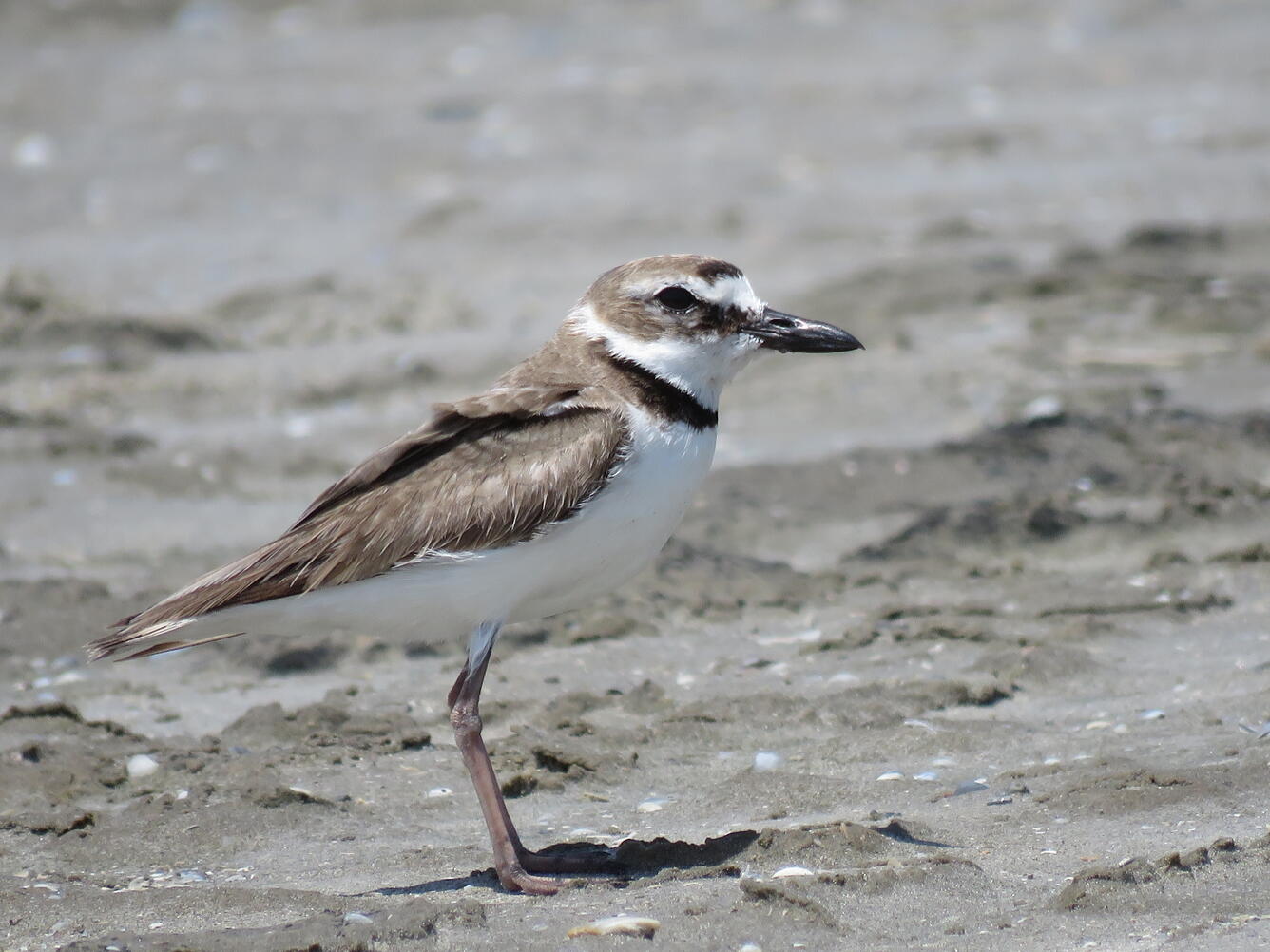 Wilson Plover Anarhynchus wilsonia