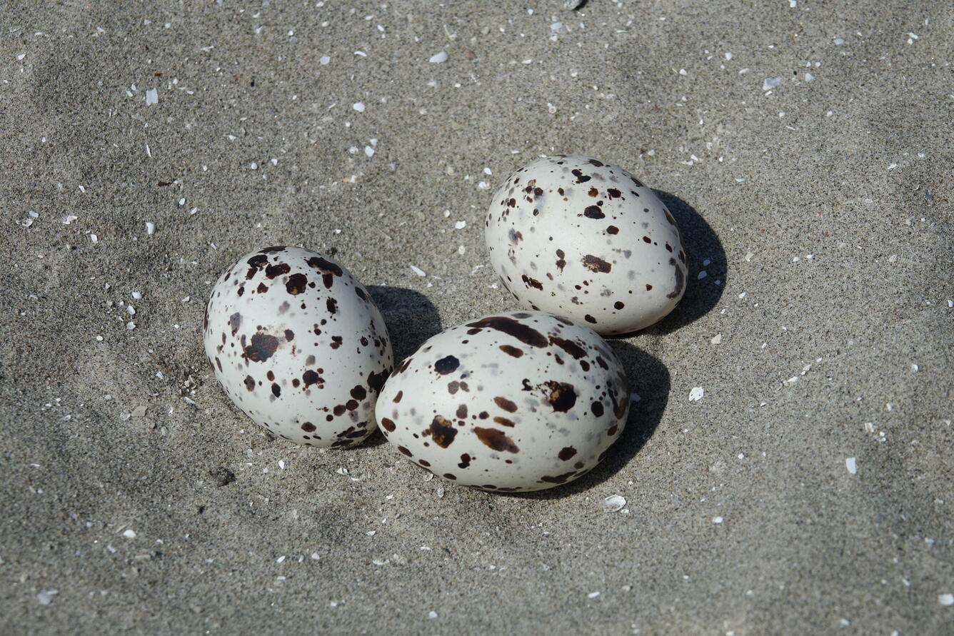Black Skimmer (Rhynchops niger) nest scrape with eggs at Breton Island