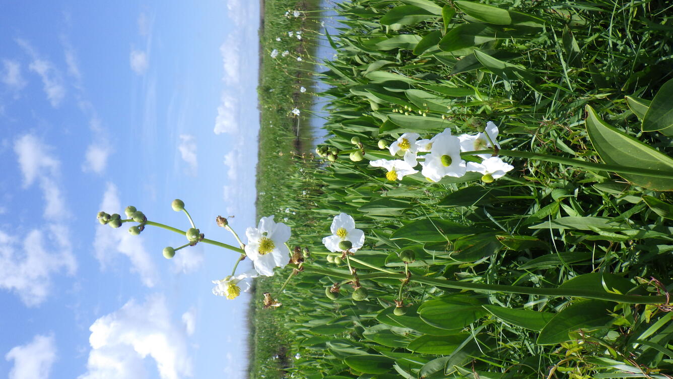 Flowering bulltongue marsh in Barataria Basin 