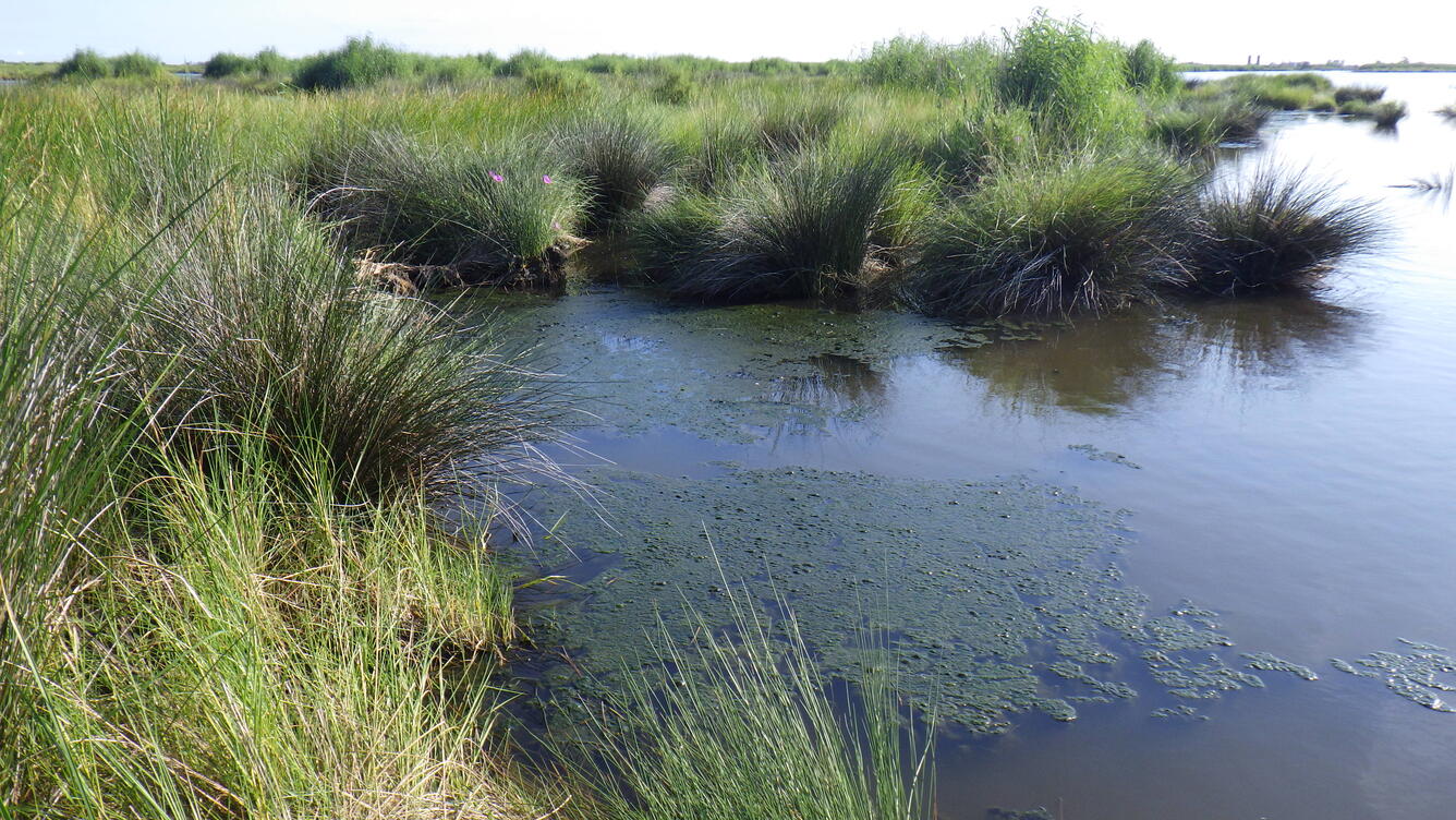 Marsh edge in Barataria Basin with cyanobacteria bloom