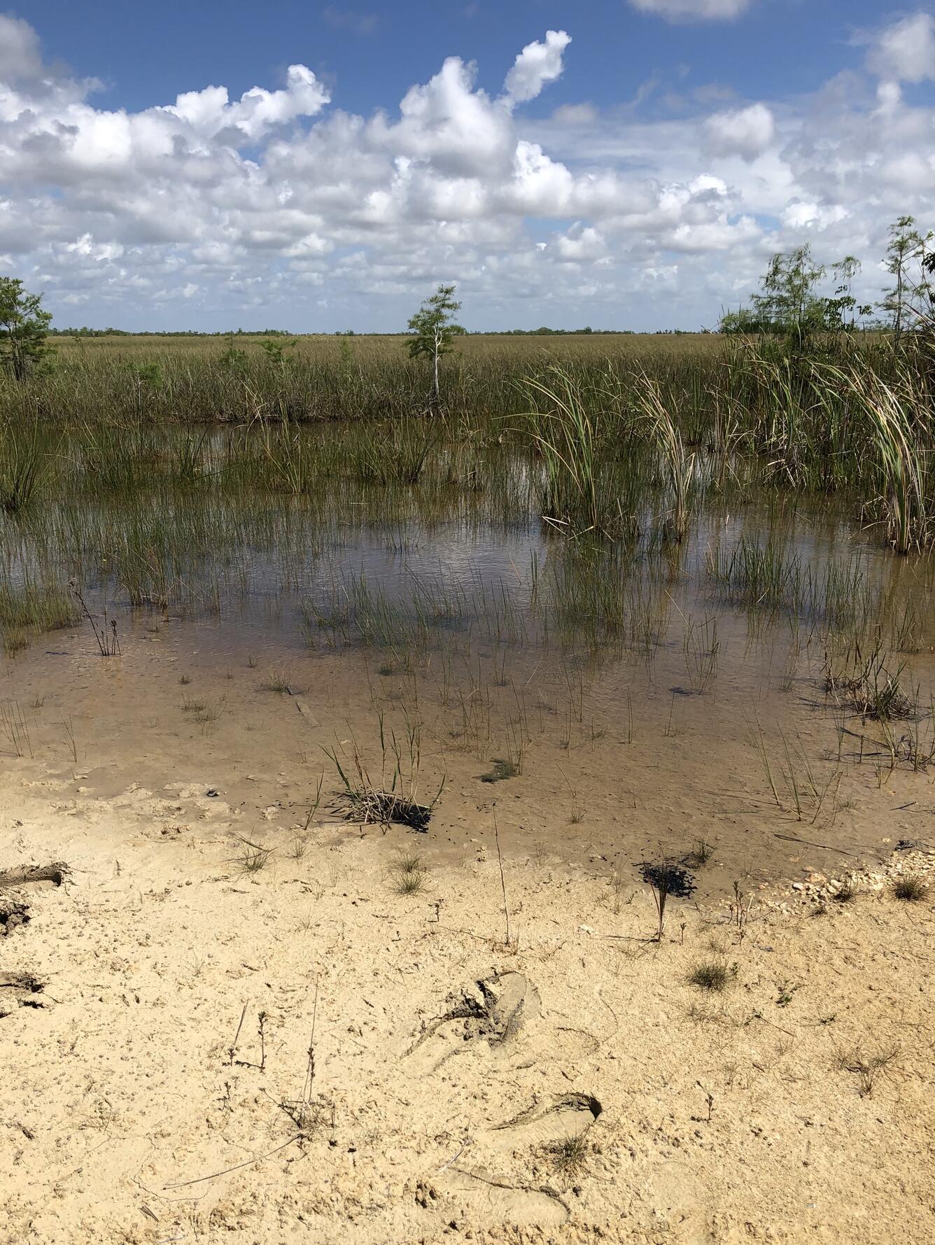 Freshwater marl prairie habitat for the Cape Sable seaside sparrow within Everglades National Park