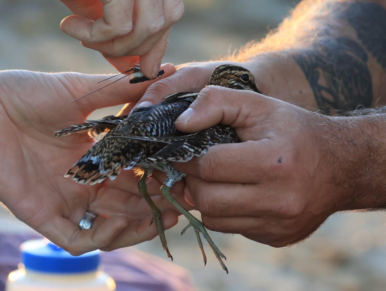 scientists attach a GPS tag to a Wilson’s Snipe to track it's movement and habitat use