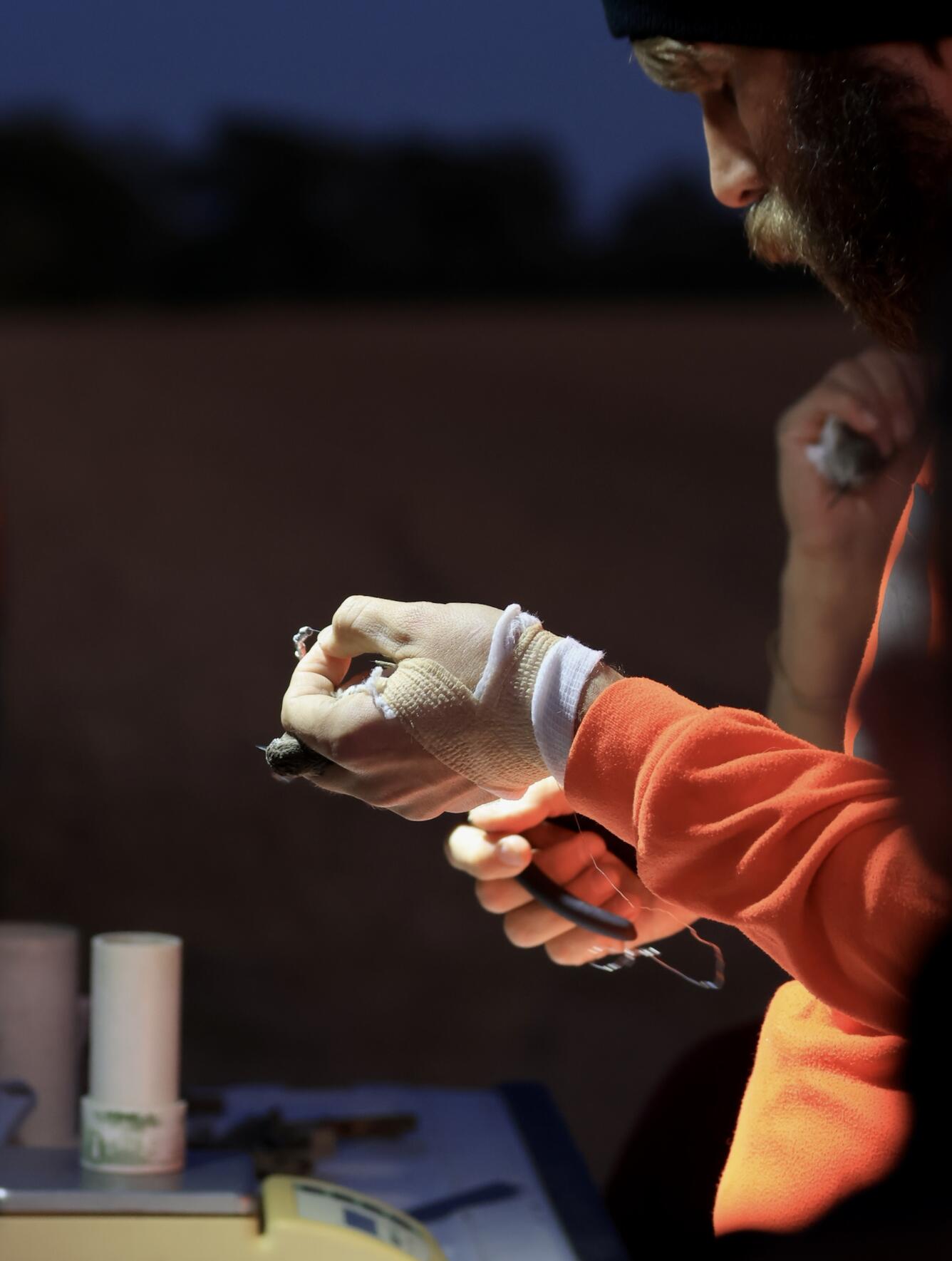 Ecologist Zenzal takes morphometric measurements of a Least Sandpiper at the banding station