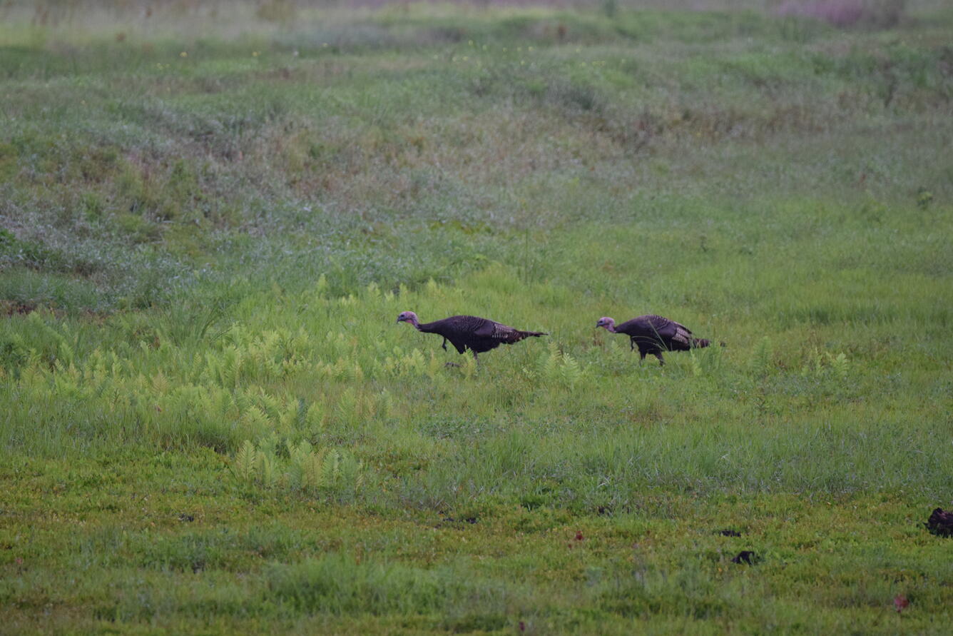 Wild turkeys