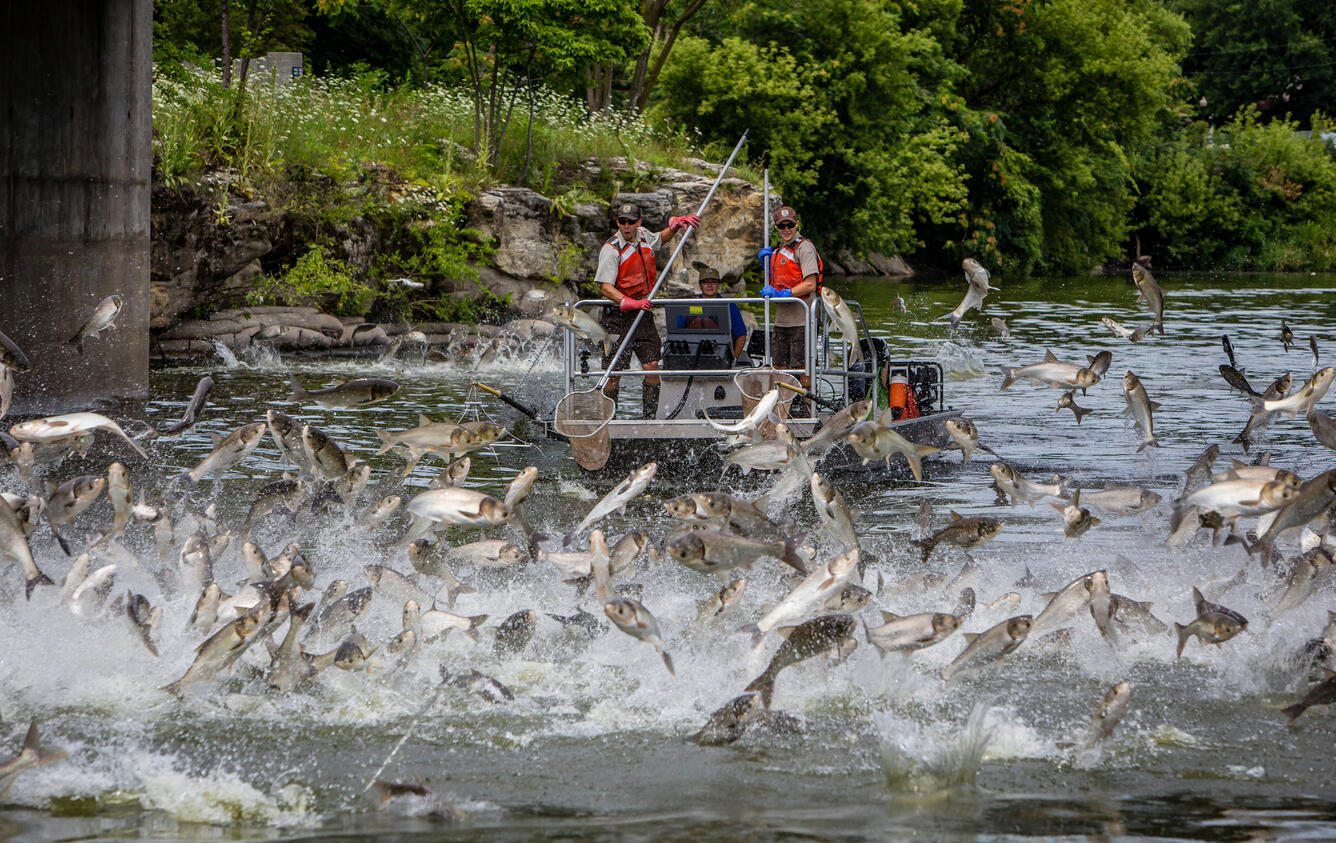 A U.S. Fish & Wildlife Service electrofishing boat with a boat operator and two netters is shown under a bridge on the Fox River with many silver carp jumping out of the water in front of them.
