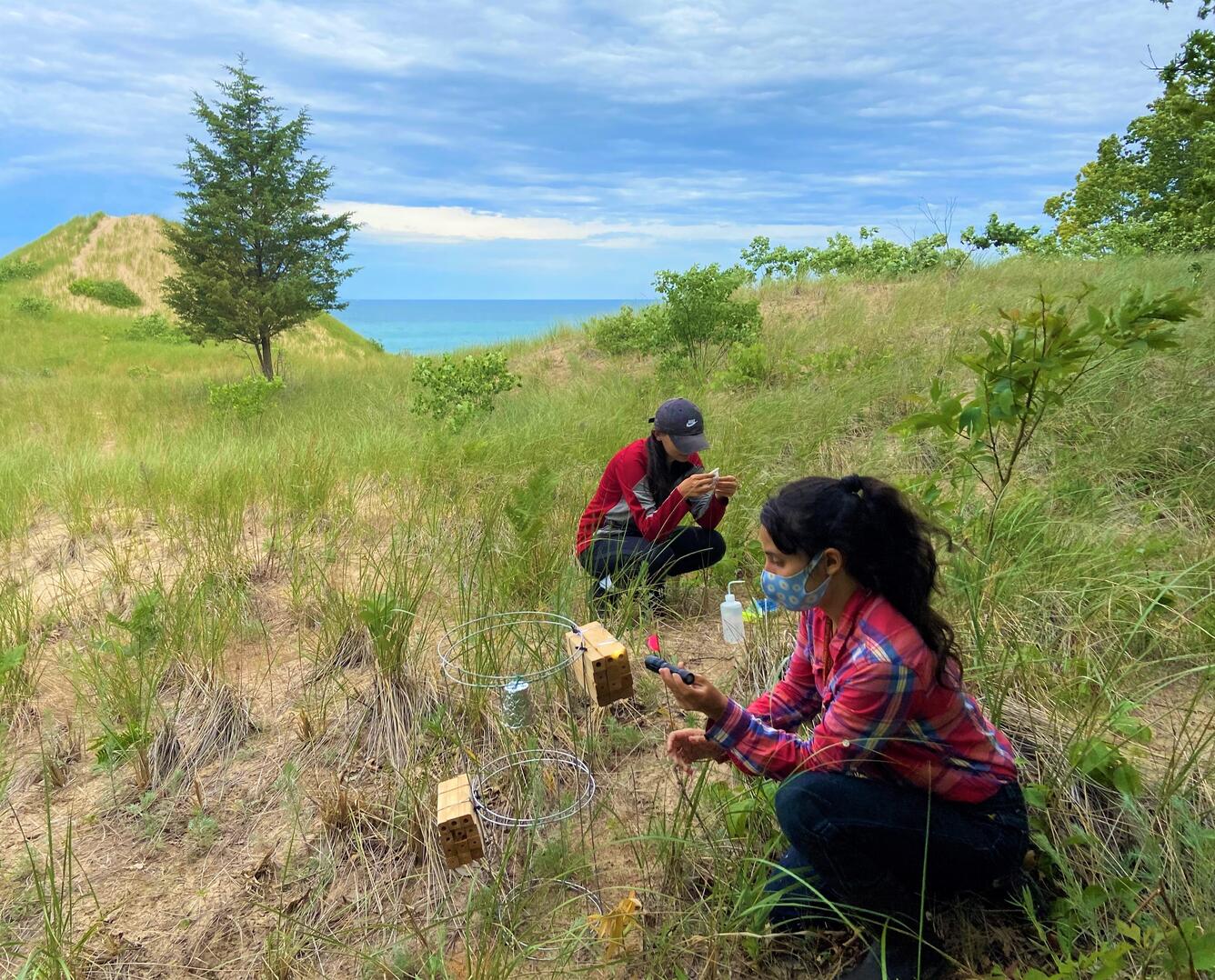 Researchers in a Field Examining Bee Nests