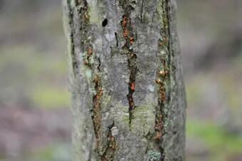 This image shows orange cankers on bark, indicating the presence of infectious blight.