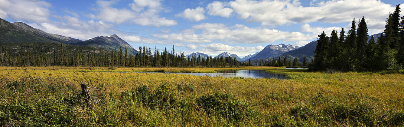 A winding river surrounded by tall green and yellow grasses with mountains in distance.
