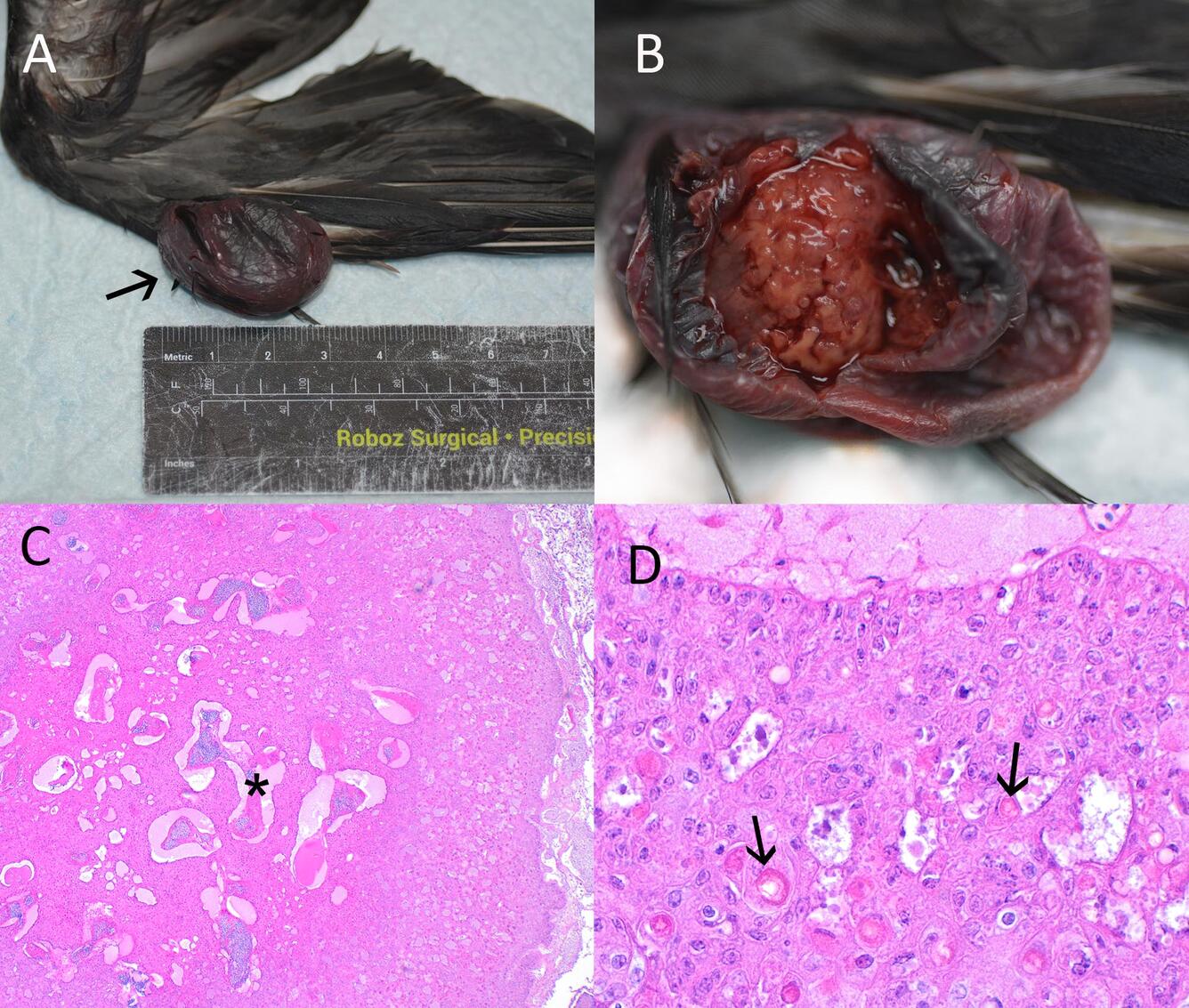 Photographs and photomicrographs from a Black Tern (Chlidonias niger) found in Wisconsin, USA.