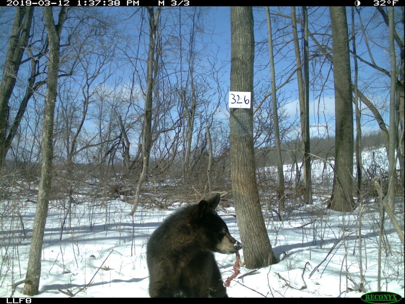 Black bear trail cam photo