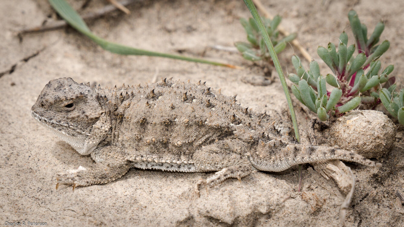 spiny light-brown lizard in the sand